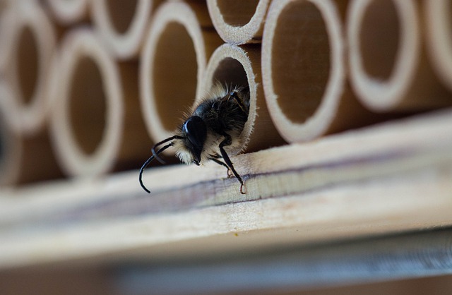 bee exploring bamboo